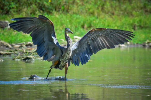 Nawabganj Bird Sanctuary